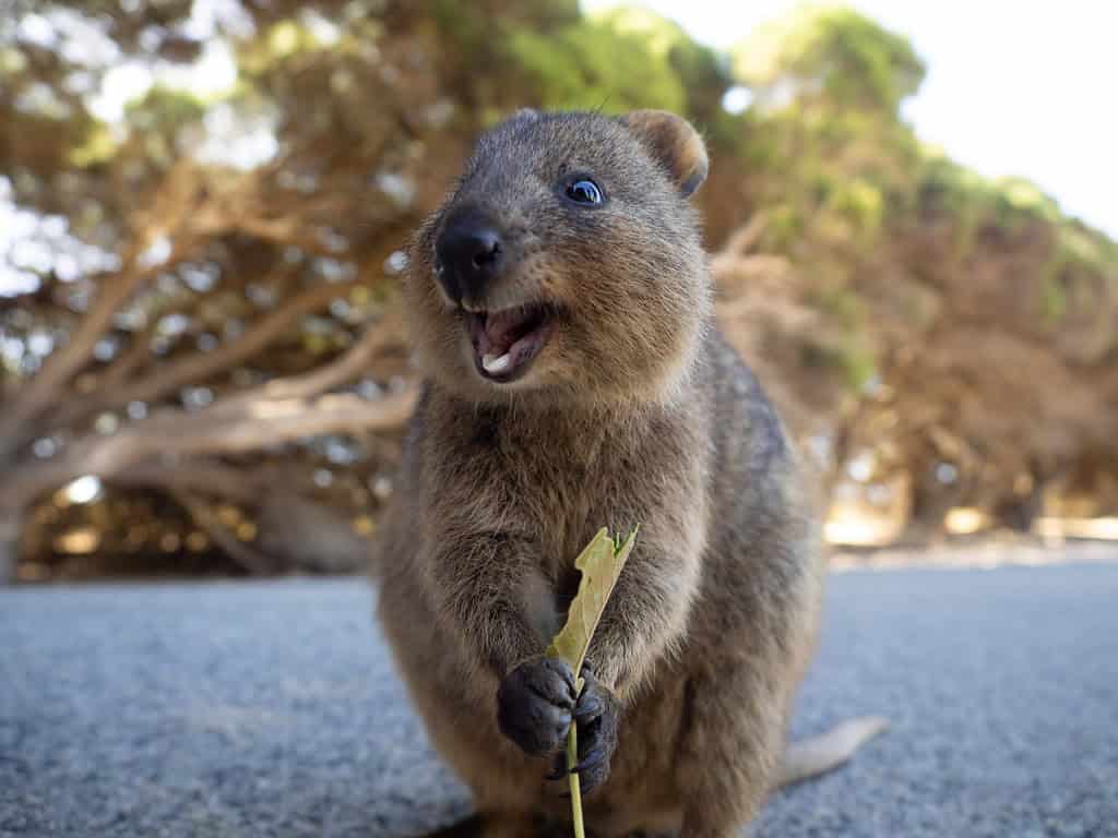 Quokka felice dall'isola di Rottnest a Perth