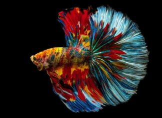 Betta splendens, pesce combattente siamese, Fancy Rainbow multicolore mezzaluna lunga coda isolata su sfondo nero