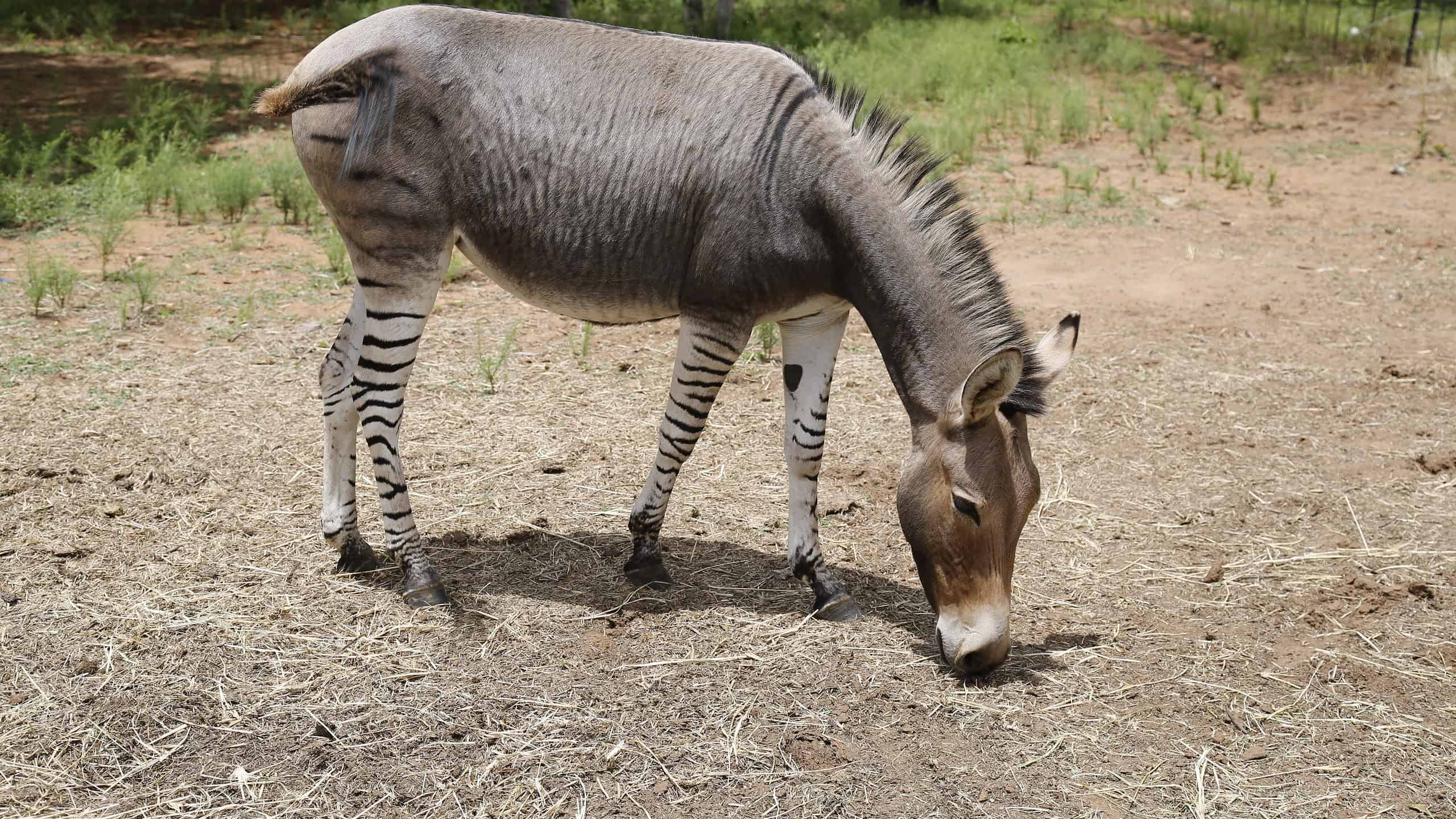 Uno zebroid, noto anche come zedonk, zorse, zebra mule, zonkey e zebmule