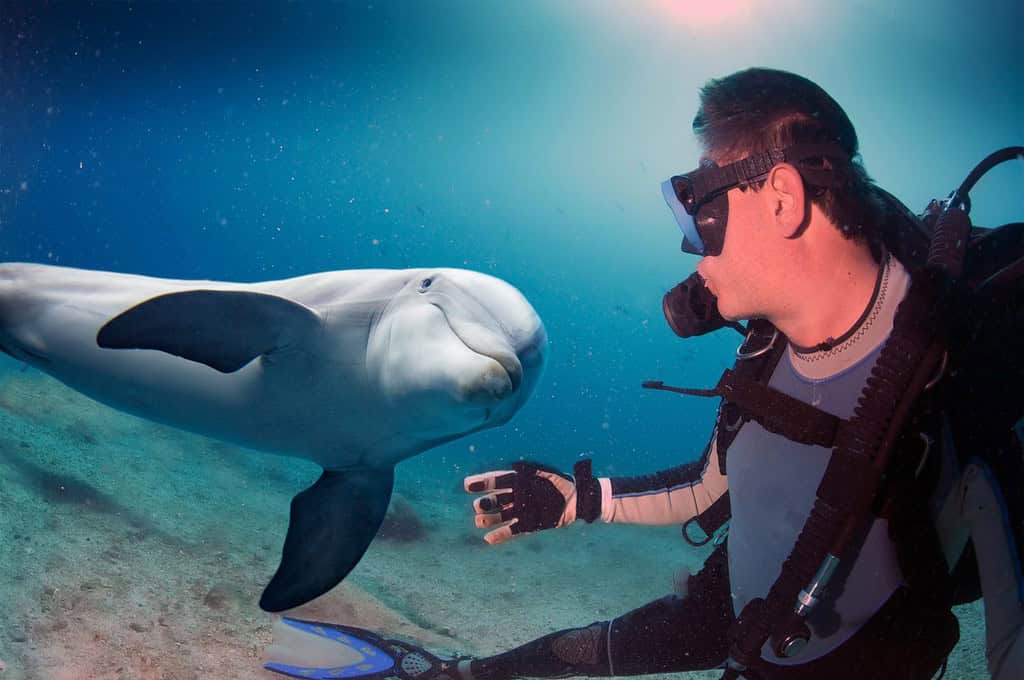 delfino sott'acqua sullo sfondo della barriera corallina che ti guarda