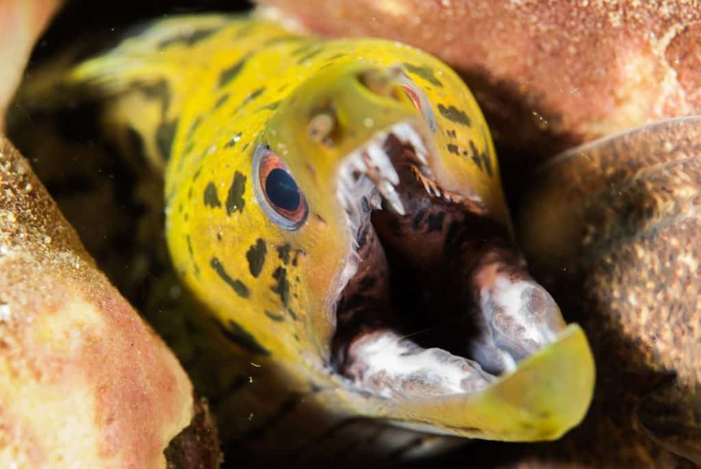 Murena fimbriata ad Ambon, Molucche, Indonesia, foto subacquea. Murena fimbriata Gymnothorax fimbriatus tra la barriera corallina con la bocca aperta.
