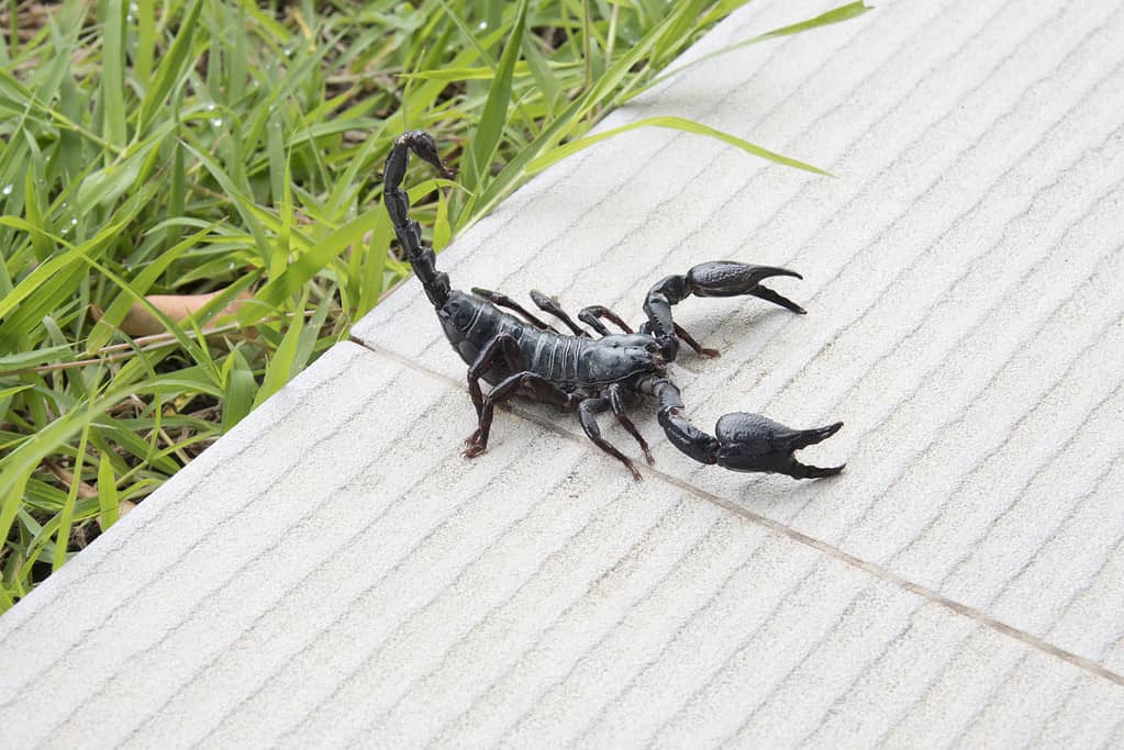 Scorpione su sfondo naturale nel cortile.