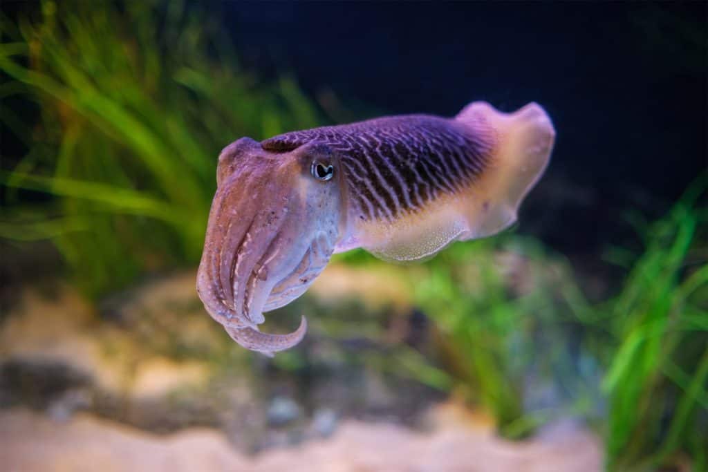 La seppia comune (europea) (Sepia officinalis) sott'acqua in mare - cefalopode, imparentato con calamari e polpi