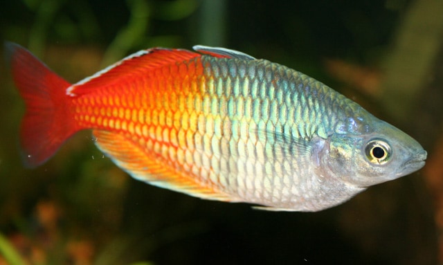 Melanotaenia boesemani, pesce rosso maschio