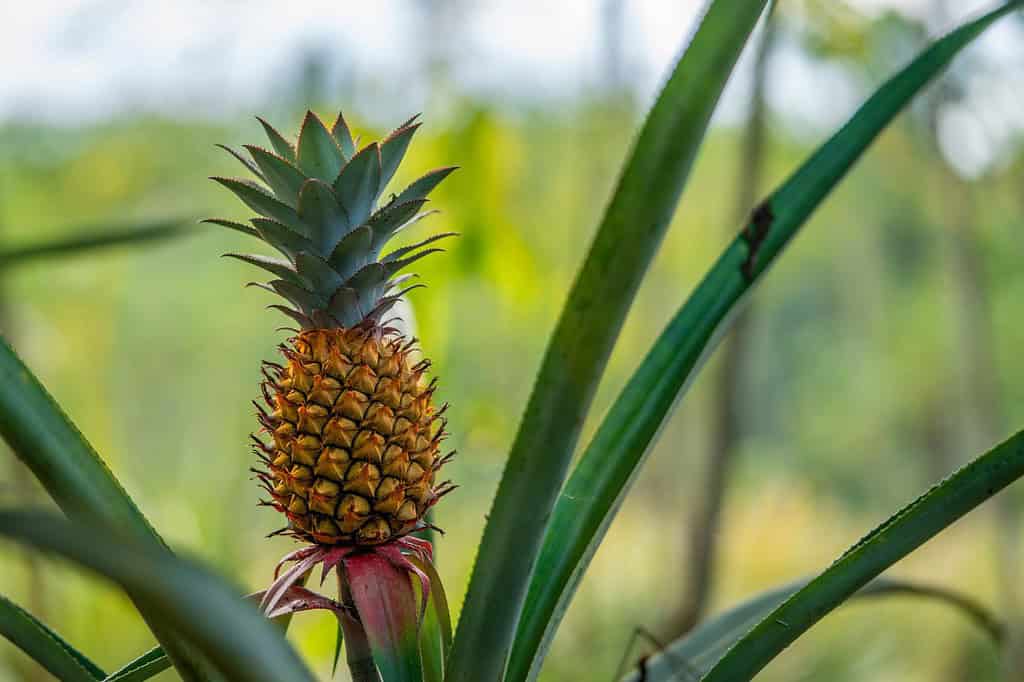 Piccolo ananas maturo che cresce nel campo