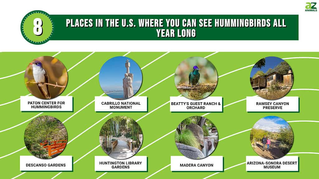 8 posti negli Stati Uniti dove puoi vedere i colibrì tutto l'anno