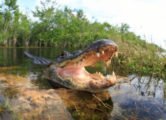 I 10 stati più infestati dagli alligatori: classificati