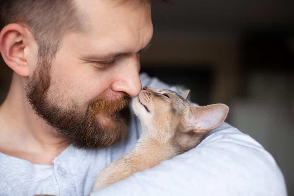 Primo piano di un gattino abissino che coccola il naso di un uomo barbuto. Tenerezza, amicizia tra uomo e gatto. Cura degli animali domestici. Giornata mondiale del gatto. Messa a fuoco selettiva.