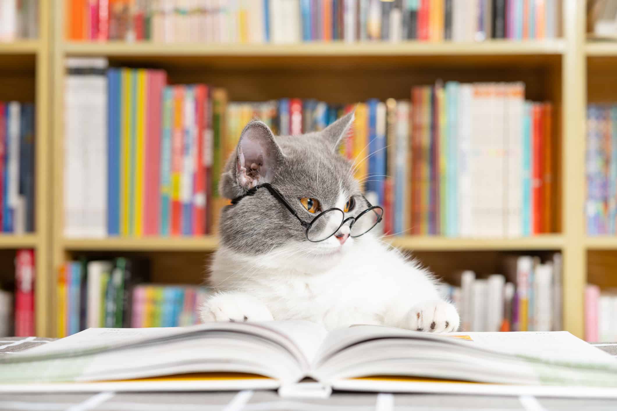 un simpatico gatto British Shorthair indossa gli occhiali e ha un libro sotto le gambe e sembra immerso nei suoi pensieri