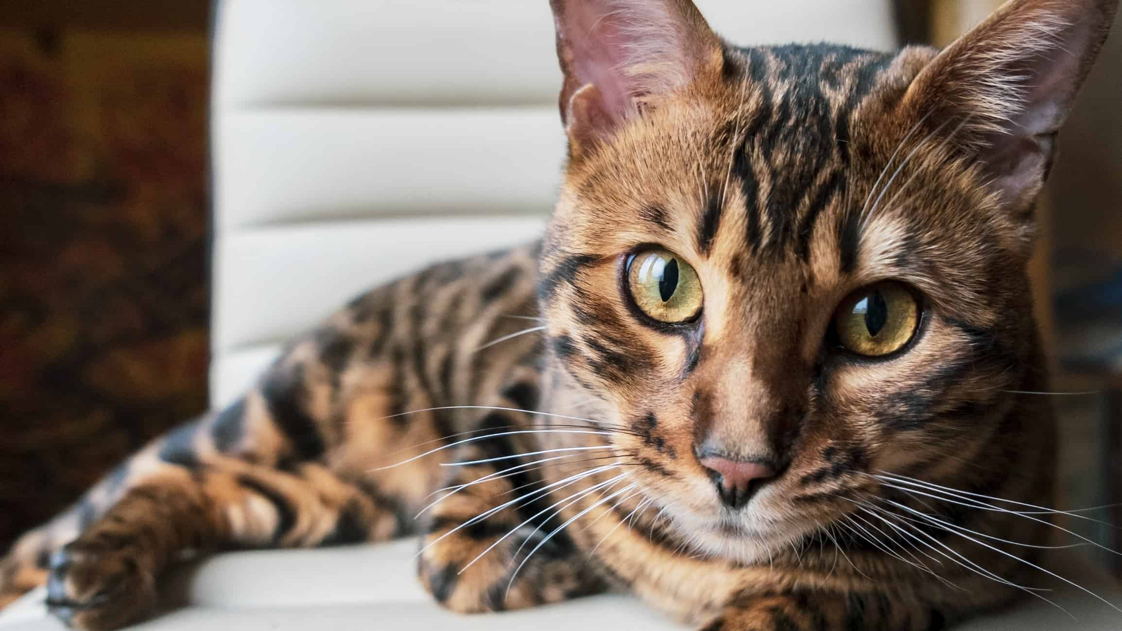 Bellissimo giovane gatto del Bengala con gli occhi verdi.