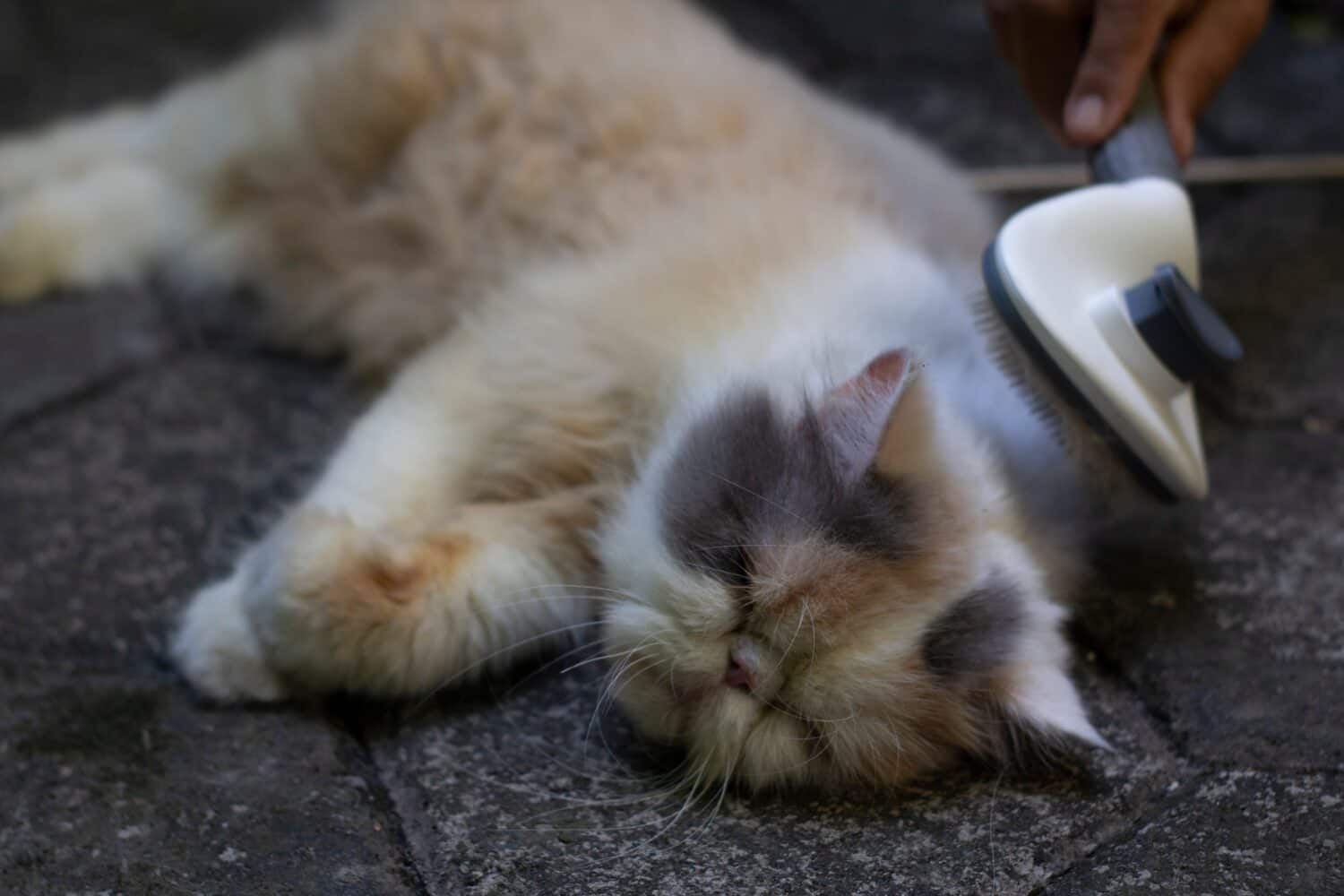 spazzolatura gatto persiano calico foto