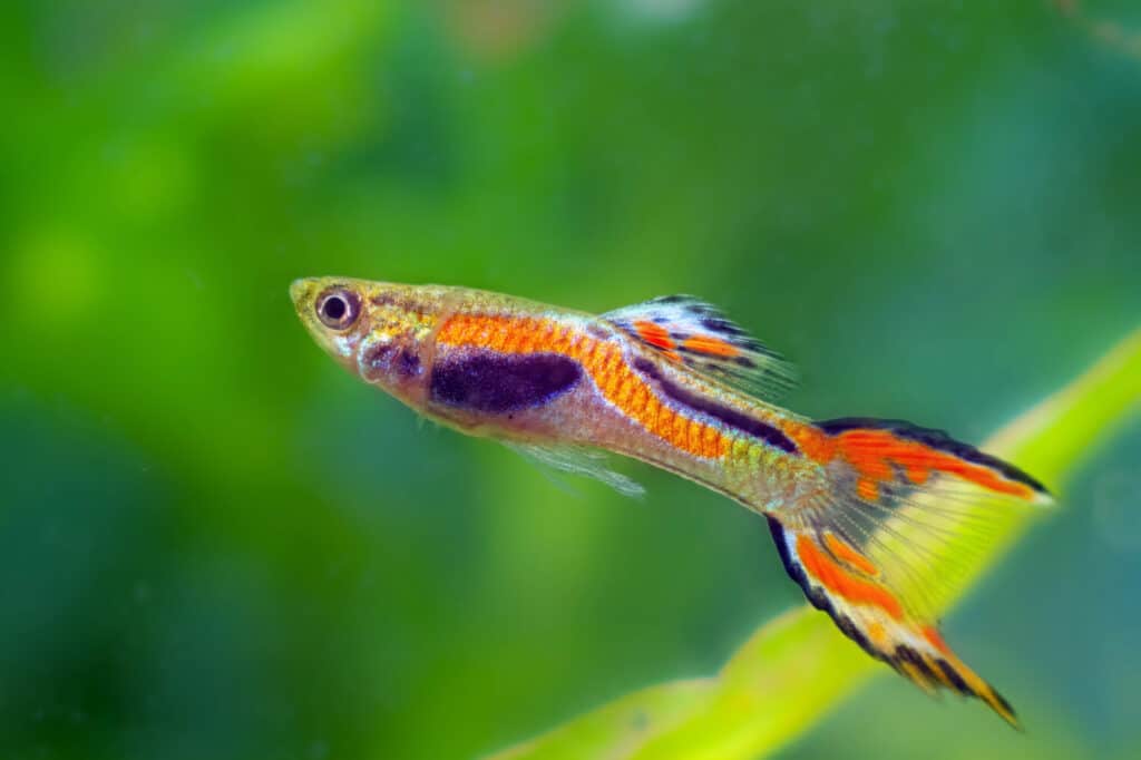 guppy Endler sano e attraente, colorazione vibrante al neon durante la deposizione delle uova e comportamento attivo del maschio adulto, sfondo sfocato, bellezza naturale dell'acquario