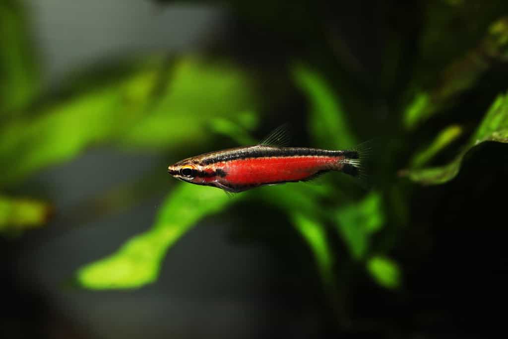 Pesce matita rosso super (Nannostomus Cenepa)