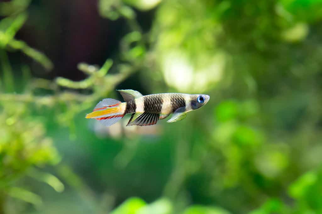 Epiplatys annulatus – Pesce pagliaccio