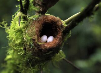 Nido di colibrì con uova, ciascuna delle dimensioni di una caramella gommosa. Boquete, Panama
