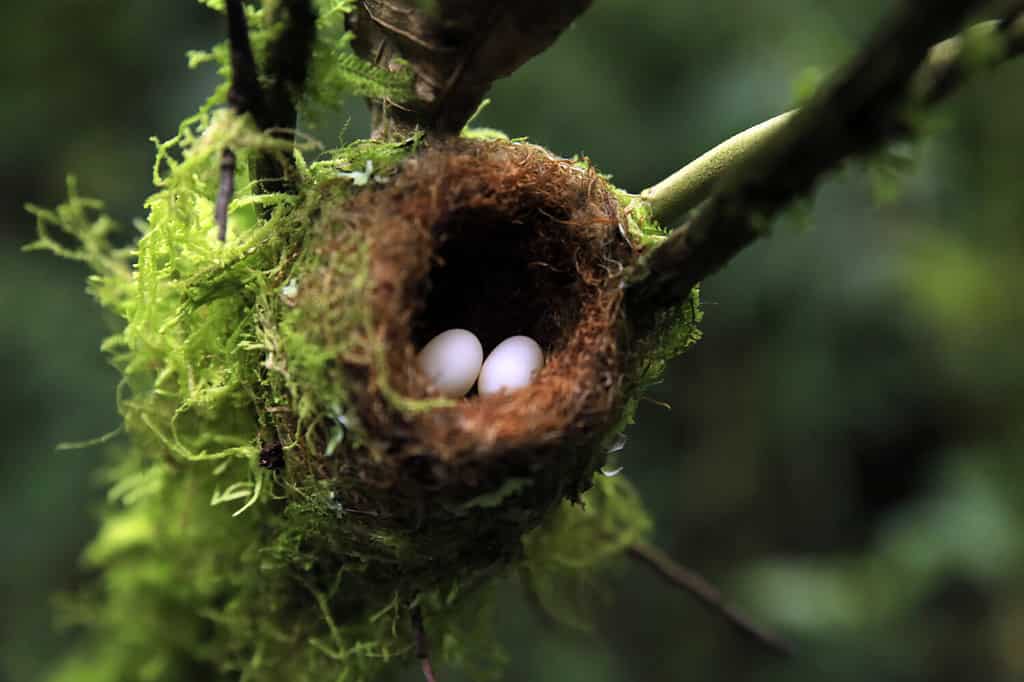 Nido di colibrì con uova, ciascuna delle dimensioni di una caramella gommosa. Boquete, Panama