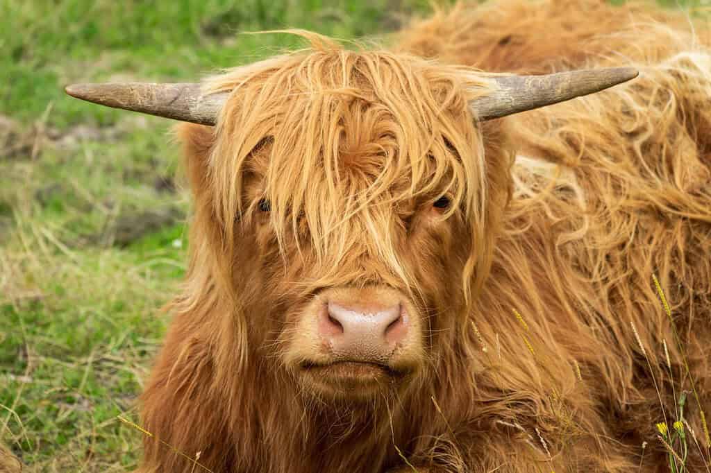 Ritratto di una mucca delle Highlands sdraiata sull'erba nelle Highlands nord-occidentali, Scozia, Regno Unito