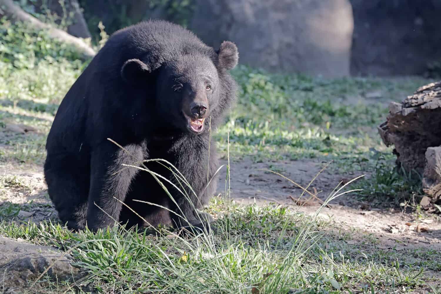Un orso nero himalayano riposa in un prato. Questo grande e forte mammifero ha il nome scientifico Ursus thibetanus laniger.