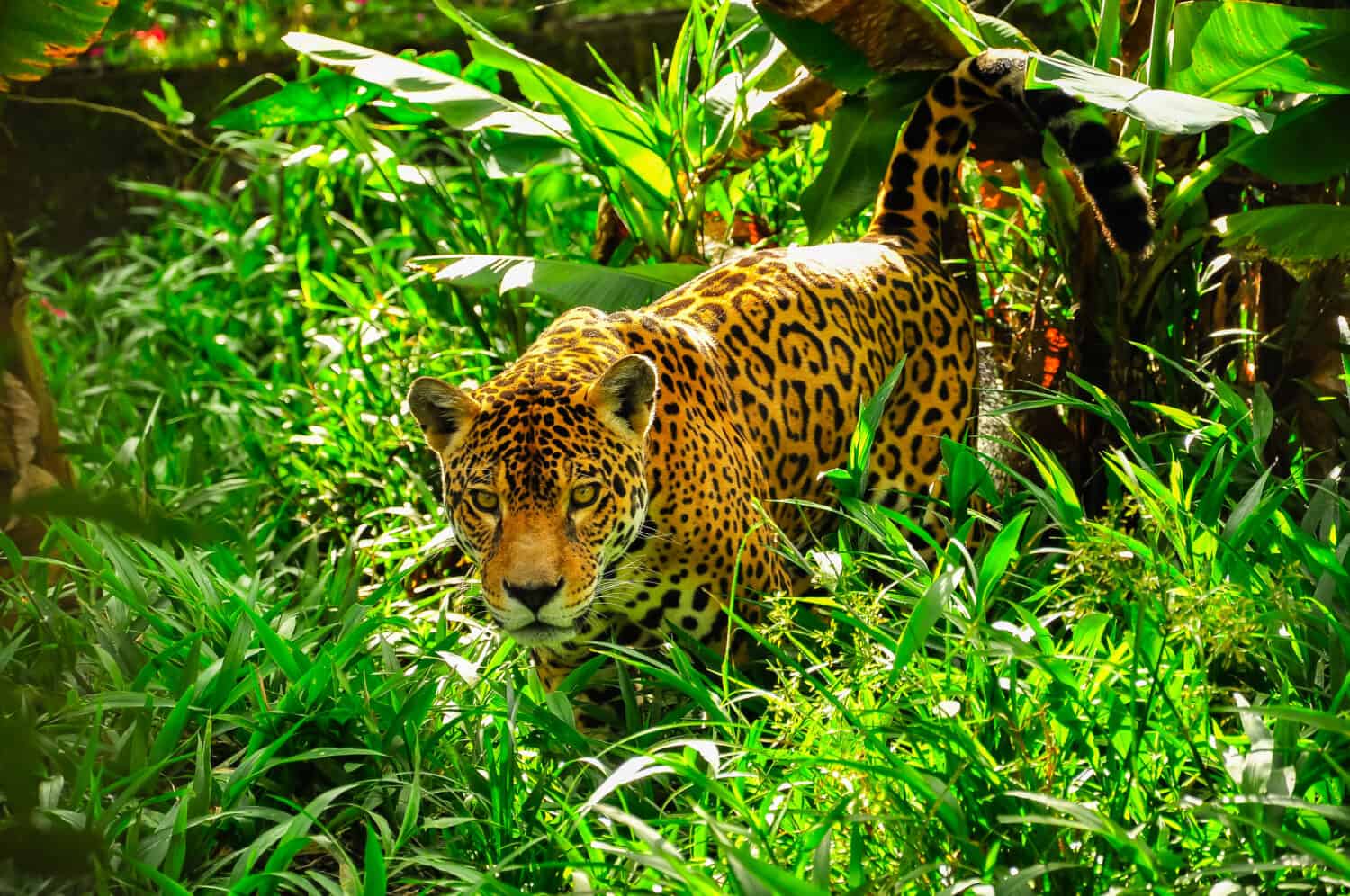 Un giaguaro adulto che si aggira nell'erba