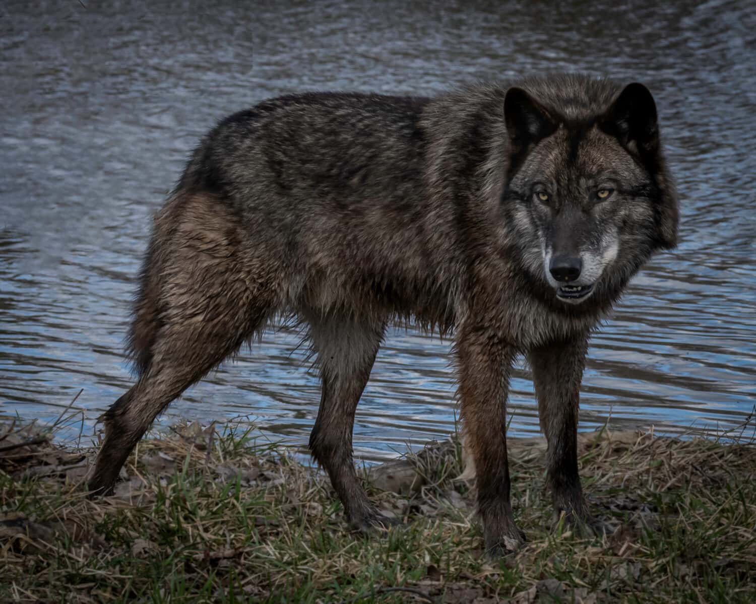 Foto di lupi neri della primavera nel Midwest