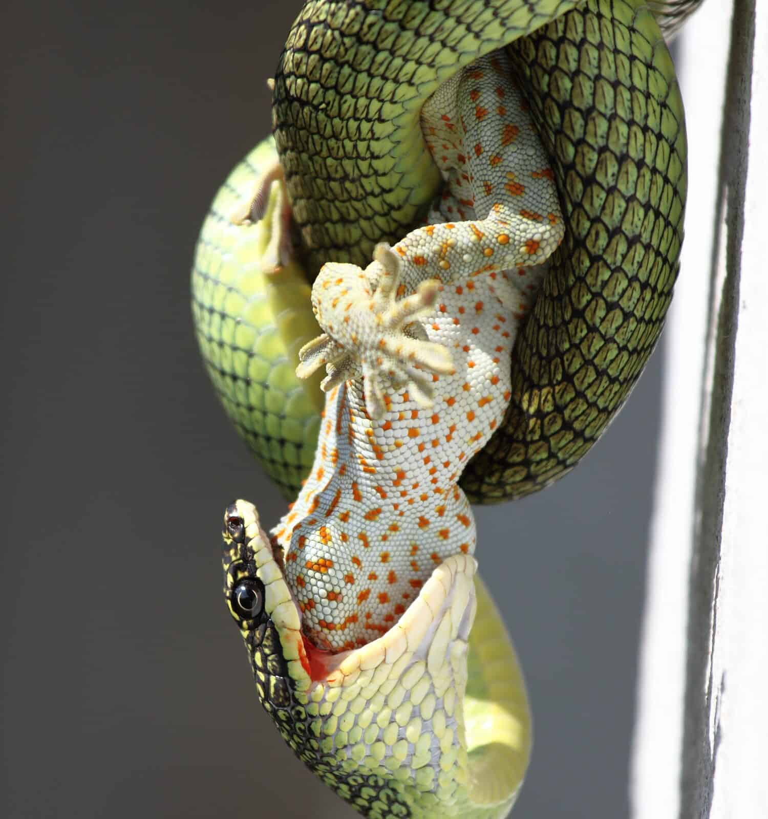 Il serpente verde velenoso sta mangiando il geco