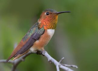 Bellissimo esemplare maschio di colibrì di Allen appollaiato, vista laterale.
