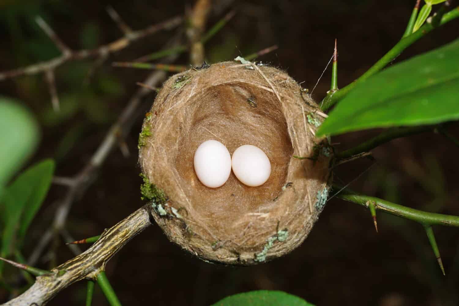 Nido di colibrì con due uova, Panama, America Centrale