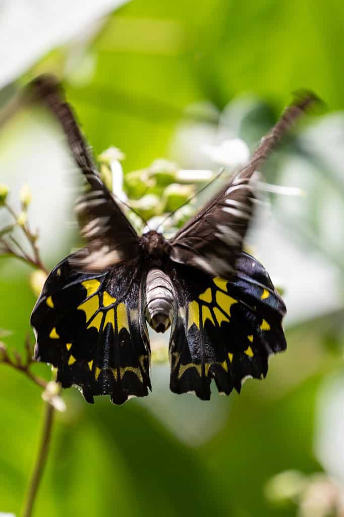 La farfalla Birdwing, l'icona dello Sri Lanka