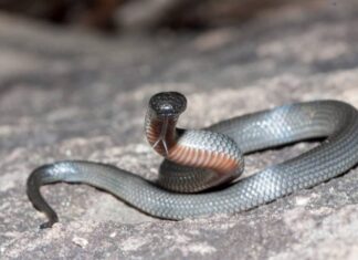 10 serpenti velenosi in Australia
