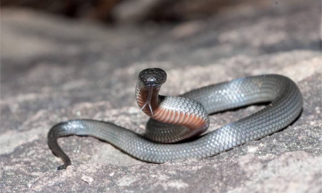 10 serpenti velenosi in Australia
