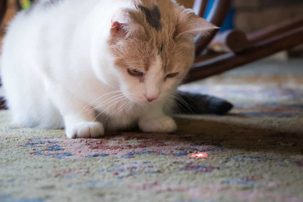 Bellissimo gatto calico che fissa un punto rosso di un puntatore laser