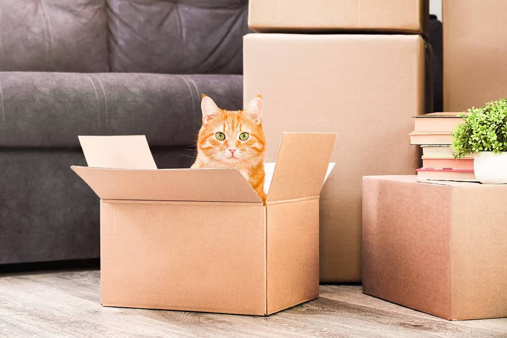gatto rosso in scatole nella stanza di casa, trasloco in una nuova casa