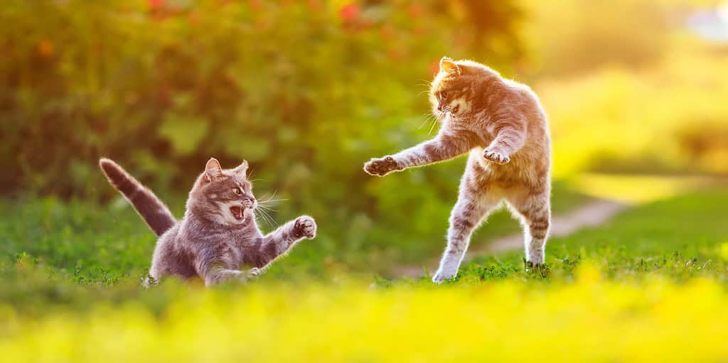 due gatti a strisce giocano su un prato verde soleggiato, rimbalzando in alto e rilasciando artigli