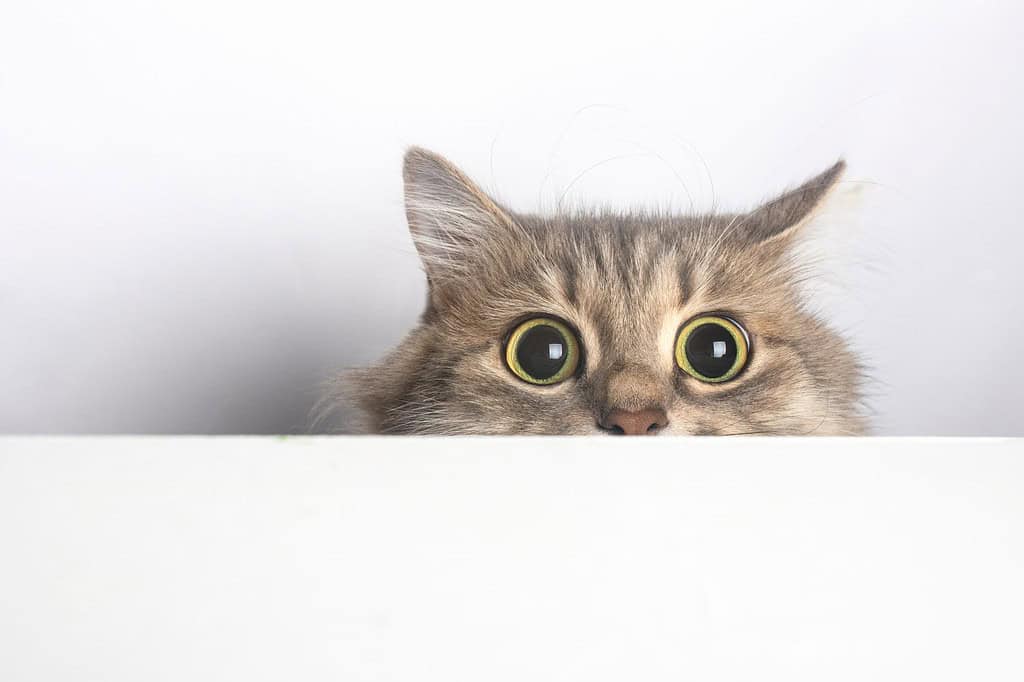 gatto sorpreso guarda fuori da sotto il tavolo isolato su bianco