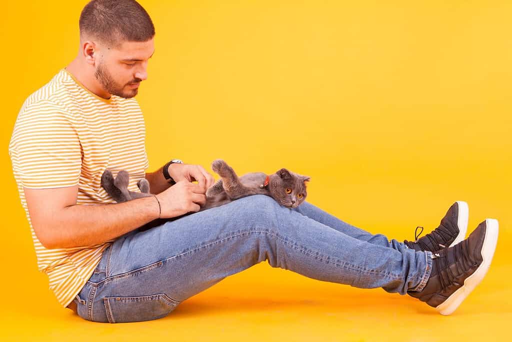 Giovane uomo che strofina la pancia del suo gatto in studio su sfondo giallo. Giovane uomo felice con il suo gatto.