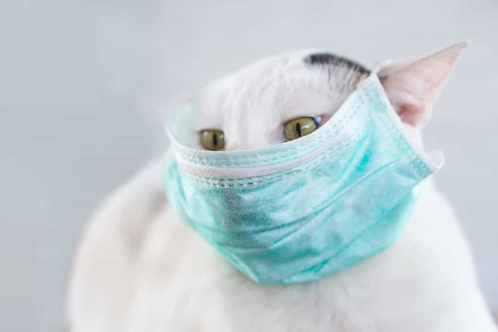 gatto bianco che indossa una maschera per proteggersi dall'inquinamento