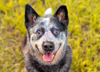 Blue Heeler che guarda in alto