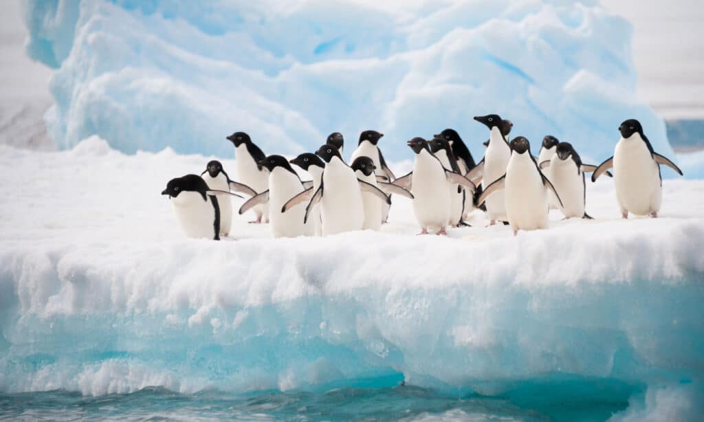 Colonia di pinguini di Adelia sull'iceberg Antartide