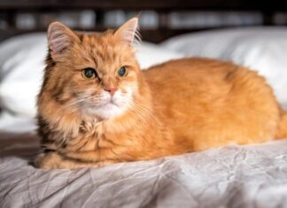 Persiano sdraiato sul letto