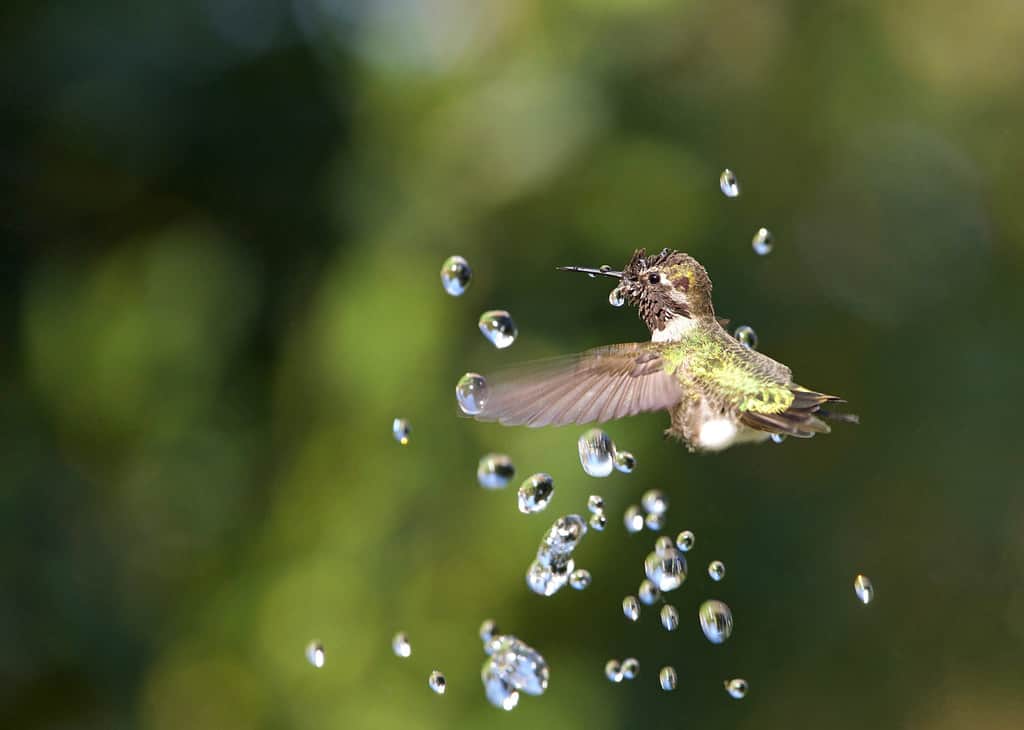 Il colibrì di Anna gioca nella fontana mentre fa il bagno, l'acqua schizza dritta verso l'alto con gli alberi sullo sfondo.