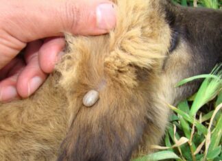 Una zecca sull'orecchio di un cucciolo.