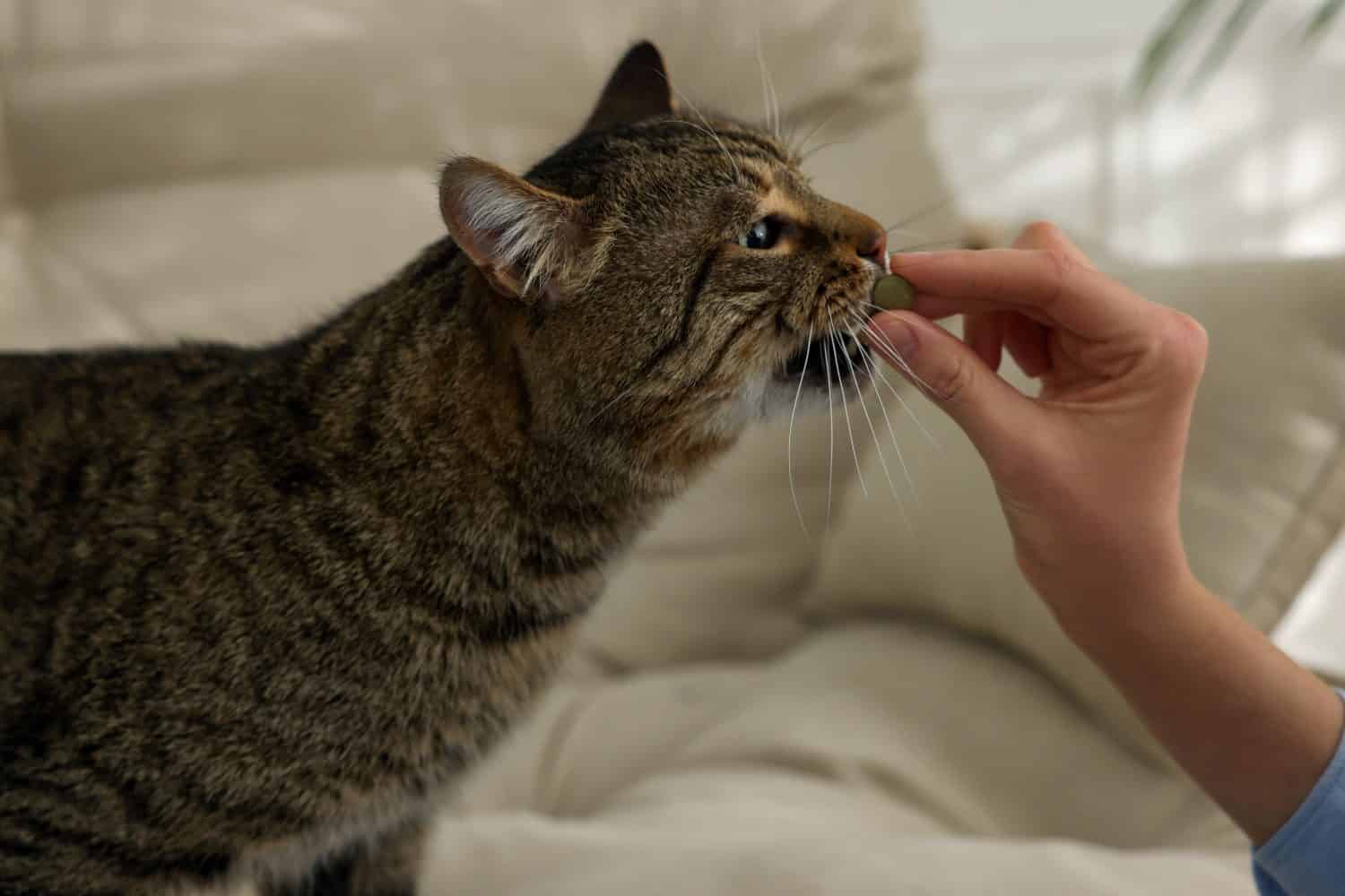 Donna che dà una pillola a un simpatico gatto a casa, primo piano. Vitamine per animali