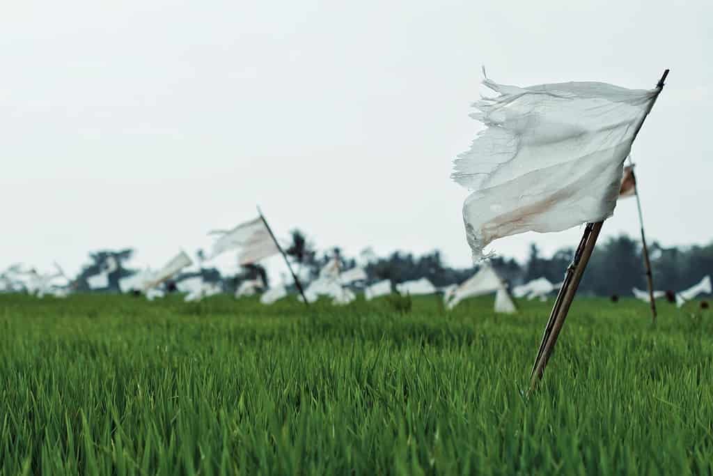 Le bandiere bianche di plastica allineate a pochi metri di distanza l'una dall'altra nelle risaie sono utili per spaventare gli uccelli
