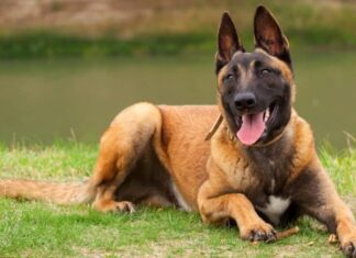 Cani da ricerca e salvataggio - Pastore Belga Malinois