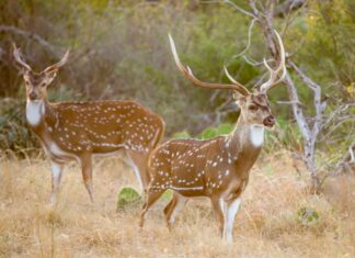 Incontra il cervo dell'Asse: la specie invasiva che ora vaga negli Stati Uniti
