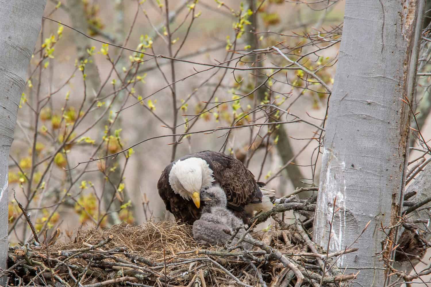 Primo piano di un'aquila calva adulta che conforta il suo aquilotto, in alto nel nido.