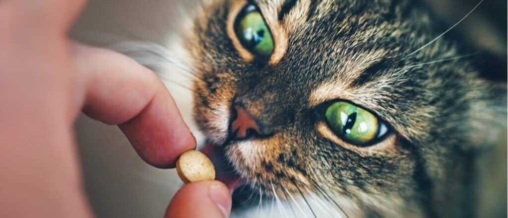 gatto che prende una pillola