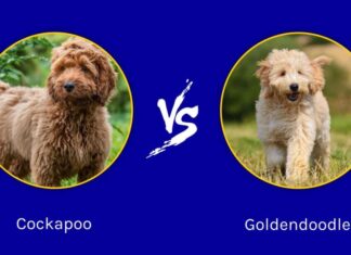 Cockapoo contro Goldendoodle