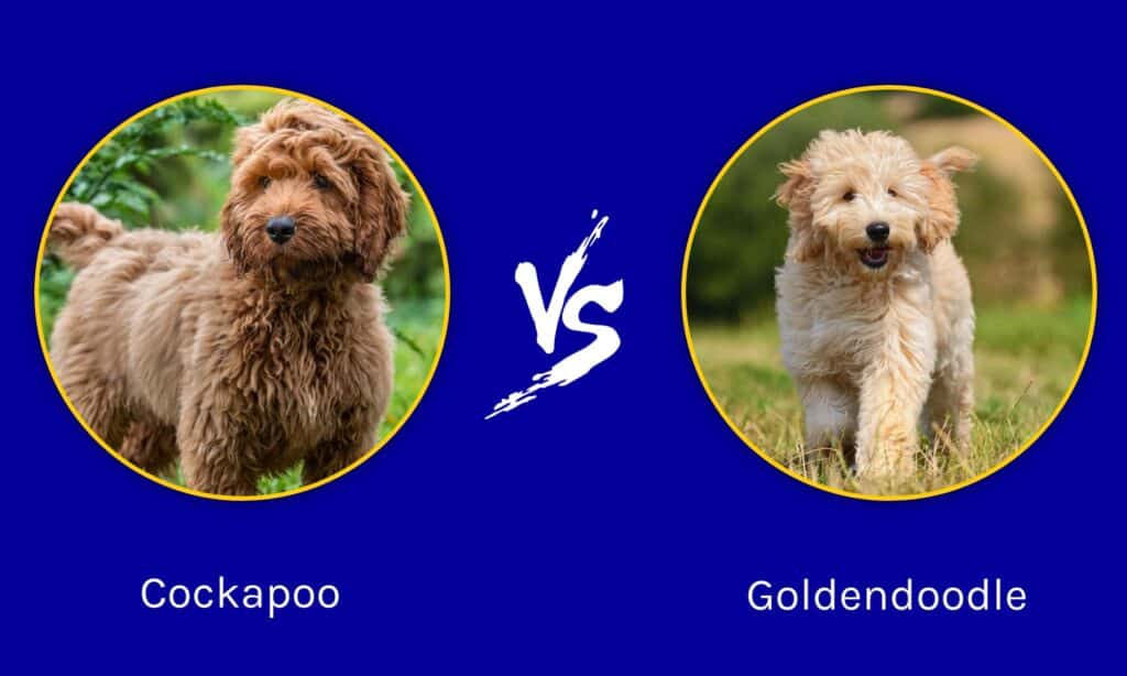 Cockapoo contro Goldendoodle
