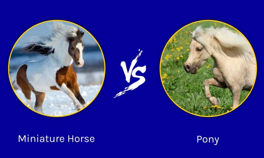 Cavalli in miniatura contro pony: differenze chiave che li distinguono
